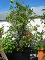 IMG_1048kl.webp