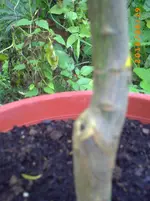 PICT0027.webp