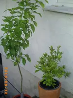 PICT0039.webp