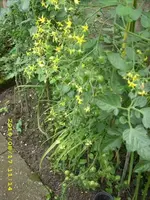 JD500019.webp