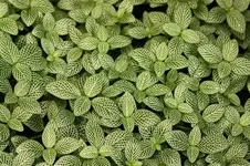 IMG_6193.webp