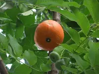 006.webp