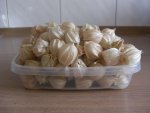 Physalis 2010.08.20.JPG