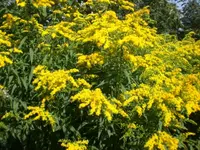 Blume.webp