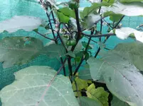 Foto0217.webp