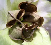helleborus 4 kapseln.webp