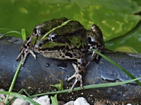 Frosch 1.webp