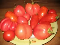 k-Ernte 010.webp
