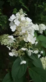 DSC03909.webp