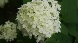 DSC03910.webp