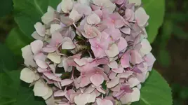 DSC03912.webp