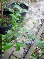 JD500523.webp