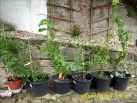 JD500522.webp