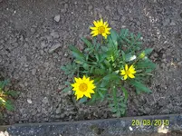 Mittagsblume 1.webp