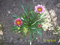 Mittagsblume 2.webp