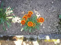 Mittagsblume.webp