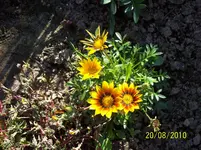 Mittagsblume 3.webp