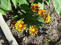 Mittagsblume 4.webp
