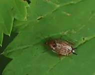 P8138852Waldschabe.webp