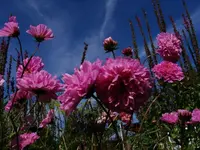 cosmos1.webp