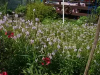 gelenkblume1.webp