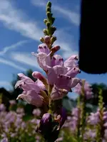 gelenkblume3.webp