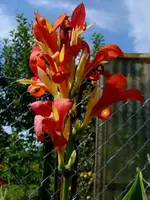 canna.webp