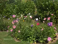 HPIM5352.webp