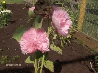 HPIM5351.webp