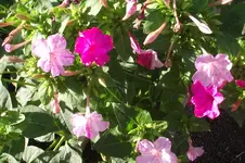 Garten 002.webp