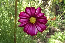 Garten 003.webp