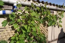 Garten 004.webp
