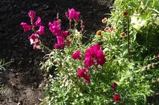 Garten 005.webp