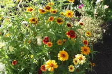 Garten 006.webp