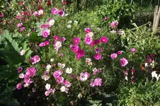 Garten 008.webp