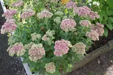 Garten 010.webp