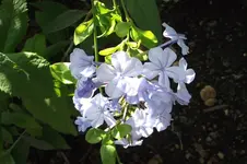 Garten 012.webp
