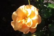 Garten 013.webp