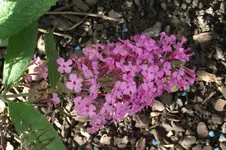 Garten 015.webp