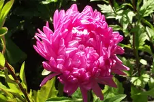 Garten 016.webp