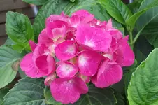 Garten 022.webp