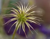 P8219191Clematis.webp