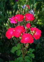 kleine Edelrose blüht.webp