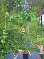 PICT0025.webp