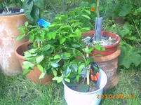 PICT0027.webp