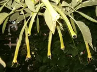 Mayaknospen.webp