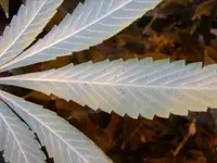 Spinnmilben.webp