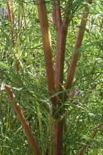 Garten 001.webp