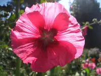 IMG_2208.webp
