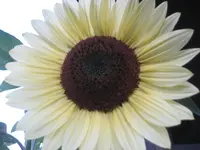 IMG_2217.webp